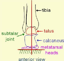 Ankle and Foot